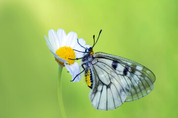 Macro shots, Beautiful nature scene. Closeup beautiful butterfly sitting on the flower in a summer garden.

