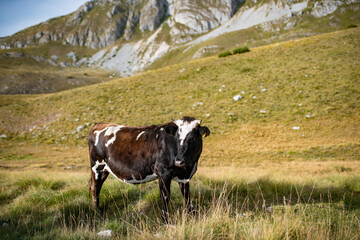 Brown cow with white spots in the grass field on top of Durmitor mountain, Montenegro.