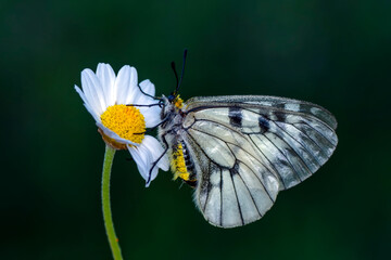 Macro shots, Beautiful nature scene. Closeup beautiful butterfly sitting on the flower in a summer garden.

