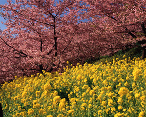 河津桜と菜の花