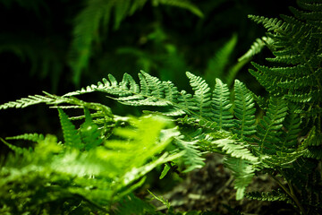 
Green fern wallpaper in sunlight 