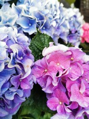 Pink and blue hydrangea flowers with green leaves. City decoration in garden and park. Close up photo for print and decoration