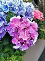 Pink and blue hydrangea flowers with green leaves. City decoration in garden and park