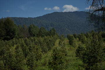 Sembradio de arboles de navidad
