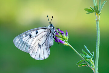 Macro shots, Beautiful nature scene. Closeup beautiful butterfly sitting on the flower in a summer garden.

