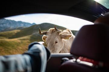 Petting white cow from the car window. Lonely white cow by the serpentine road on top of Durmitor mountain in Montenegro. Lovely cow with cute white eyelashes.