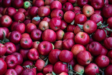 Red Apples