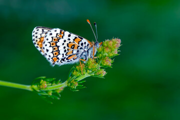 Macro shots, Beautiful nature scene. Closeup beautiful butterfly sitting on the flower in a summer garden.

