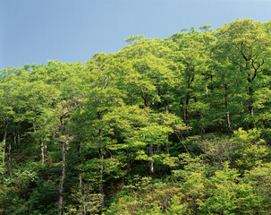 Fototapeta na wymiar 新緑のブナ林