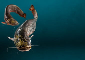 Fototapeta na wymiar Close up photo of wild river catfish on dark blue background