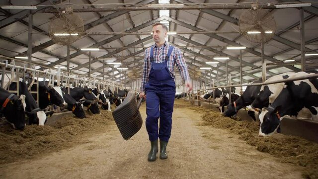 Dolly full length shot of farmer with spade walking down aisle in cowshed and looking at dairy cows eating hay in stalls
