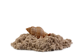 Seashells and sand isolated on white background.