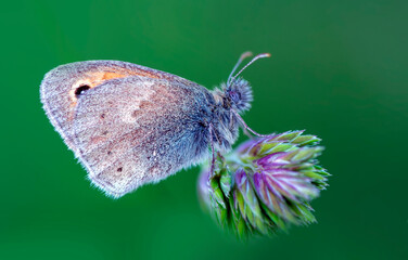 Macro shots, Beautiful nature scene. Closeup beautiful butterfly sitting on the flower in a summer garden.

