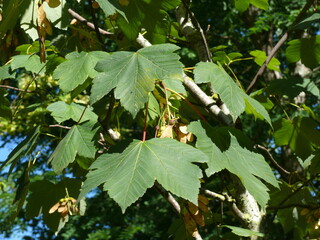 Erable Acer