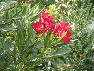 Nerium oleander Laurier rose rouge