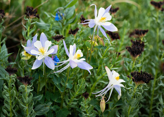 Colorado Wildflowers
