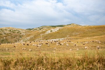 Sheep pasture on top of Durmitor mountain, Montenegro. Lot of sheeps eating grass and walking on the hill uder the beautiful blue sky.