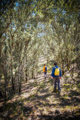 children with backpacks and colourful clothes walking along a path in a holm oak forest, vertical