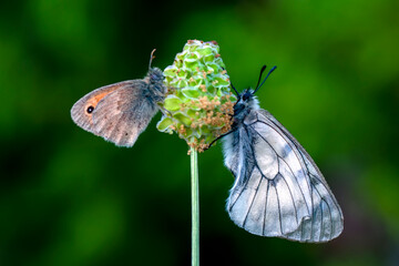Macro shots, Beautiful nature scene. Closeup beautiful butterfly sitting on the flower in a summer garden.

