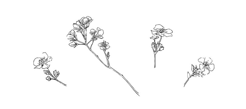 Hand drawn blossom branch. Outline flowers painted by ink. Black isolated sketch vector on white background