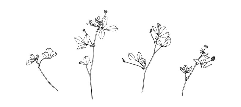 Hand drawn blossom wild plants. Outline flowers painted by ink. Black isolated sketch vector on white background © Ekaterina