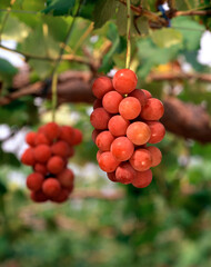 ぶどう（安芸クイーン）