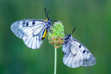 Macro shots, Beautiful nature scene. Closeup beautiful butterfly sitting on the flower in a summer garden.

