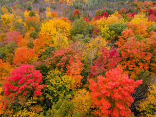 Aerial view of beautiful fall foliage in Ontario, Canada