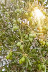 Olives in the tree