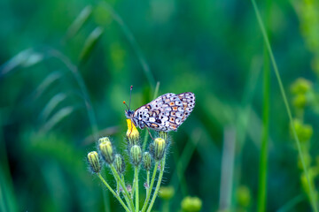 Macro shots, Beautiful nature scene. Closeup beautiful butterfly sitting on the flower in a summer garden.

