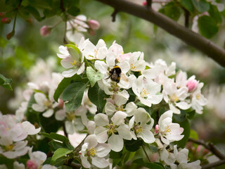 The bumblebee pollinating flowers of an apple-tree