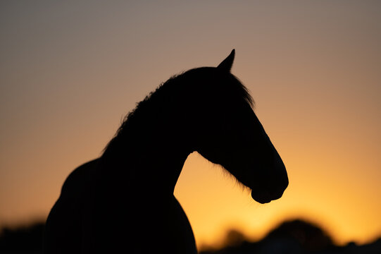 horse on sunset silhouette 
