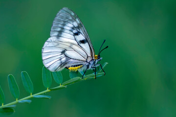 Macro shots, Beautiful nature scene. Closeup beautiful butterfly sitting on the flower in a summer garden.

