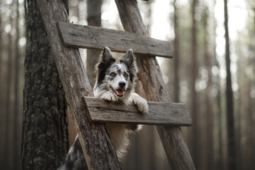 Dog in the forest. funny marble border collie in nature