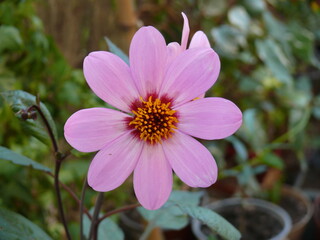 Obraz premium Cosmos