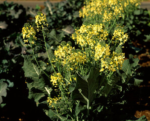 ブロッコリーの花