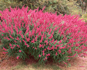 アメジストセージ