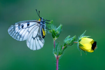 Macro shots, Beautiful nature scene. Closeup beautiful butterfly sitting on the flower in a summer garden.

