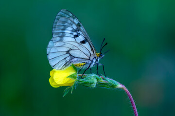 Macro shots, Beautiful nature scene. Closeup beautiful butterfly sitting on the flower in a summer garden.

