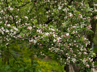 Flowering of fruit tree in the spring