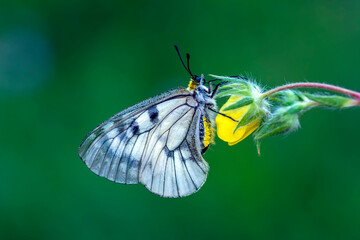 Macro shots, Beautiful nature scene. Closeup beautiful butterfly sitting on the flower in a summer garden.

