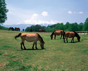 木曽馬の里と御嶽山
