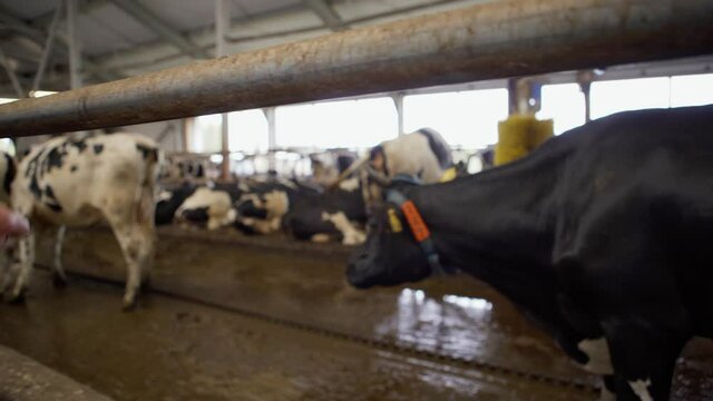 Zoom in closeup shot of dairy cow with ear tag standing in stall in farm cowshed and veterinarian pulling his hand to pet it