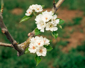 洋ナシの花（マルゲリットマリーラ）