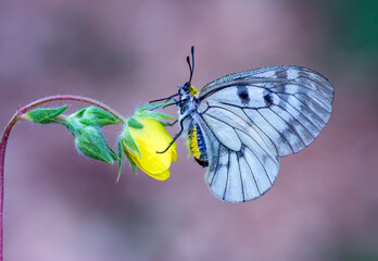 Macro shots, Beautiful nature scene. Closeup beautiful butterfly sitting on the flower in a summer garden.


