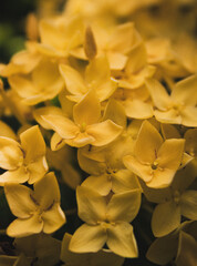 Fotos detalles de flores de coral amarillas