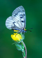 Macro shots, Beautiful nature scene. Closeup beautiful butterfly sitting on the flower in a summer garden.

