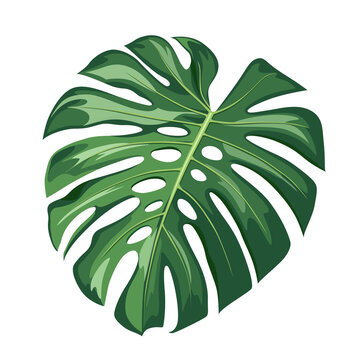 Monstera green leaf, realistic design isolated on white background, vector Eps 10 illustration