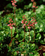 ベニバナイチヤクソウ