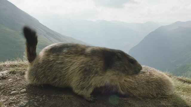 Alpine marmot laying down while another walks by, Europe